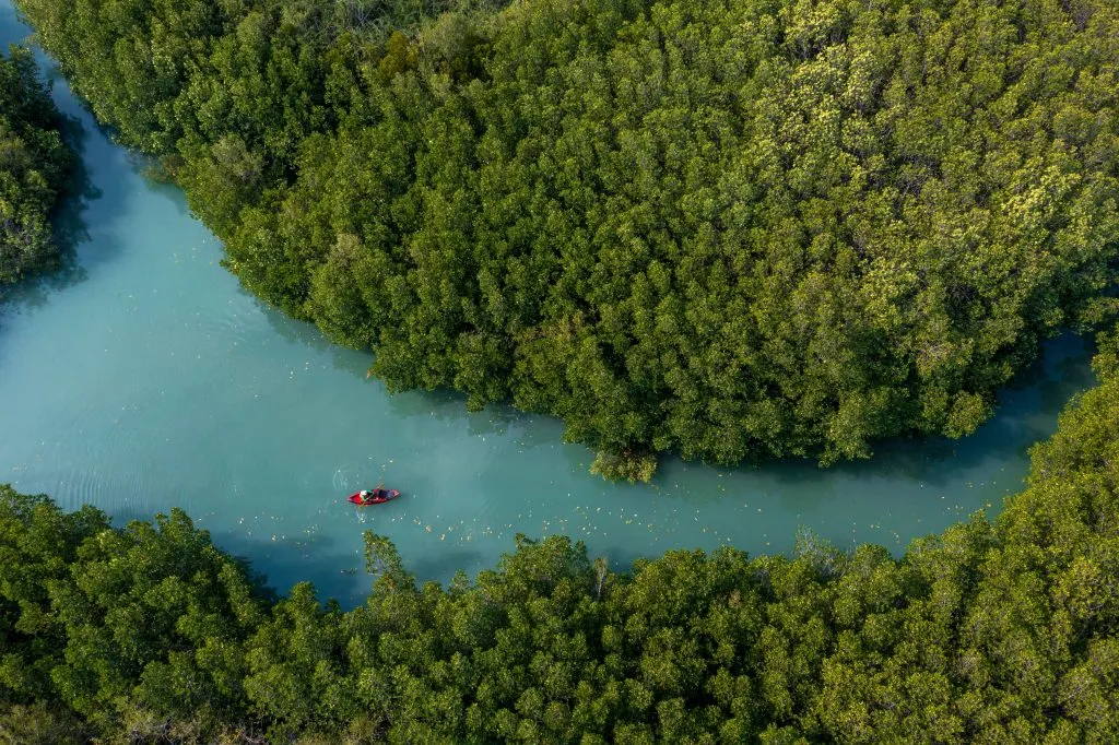 Mangrove forests are an ecological relationship that connects to the sea and is also a nursery for abundant aquatic animals and food. Cha-am District, Phetchaburi Province, Thailand.