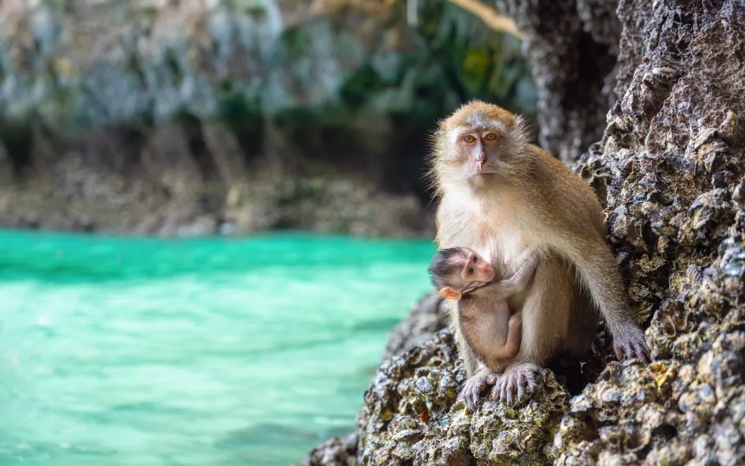 Why Thailand’s long-tailed macaques are 2025’s most sought-after animal experience