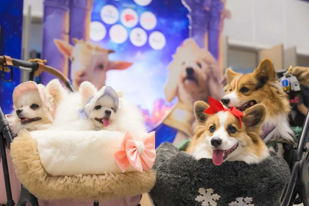 2 dogs each sitting on 2 trolleys, in a large hall, with a wall monitor on the back.