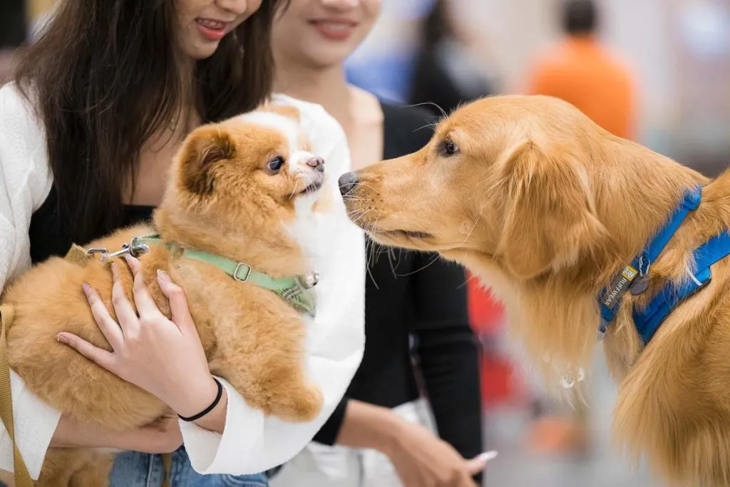a big dog sniffing a small dog which is being held by its female owner.