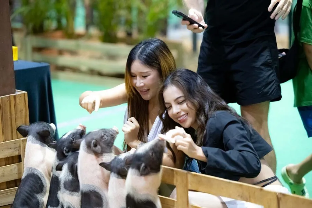 two ladies petting four little piglets in a stall.