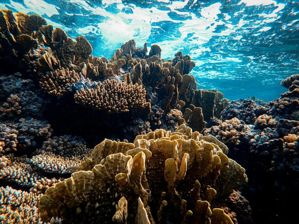 Sunbeams pierce turquoise water, illuminating golden-brown coral. Sharp, fan-like ridges and bumpy mounds create a dense, textured garden beneath the surface, glowing with warmth and ancient depth.
