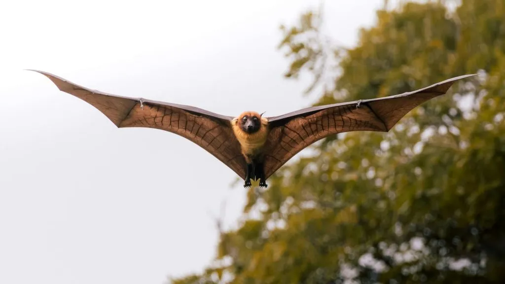 A large fruit bat with golden fur and expansive wings glides directly toward the camera against a backdrop of blurred green trees.