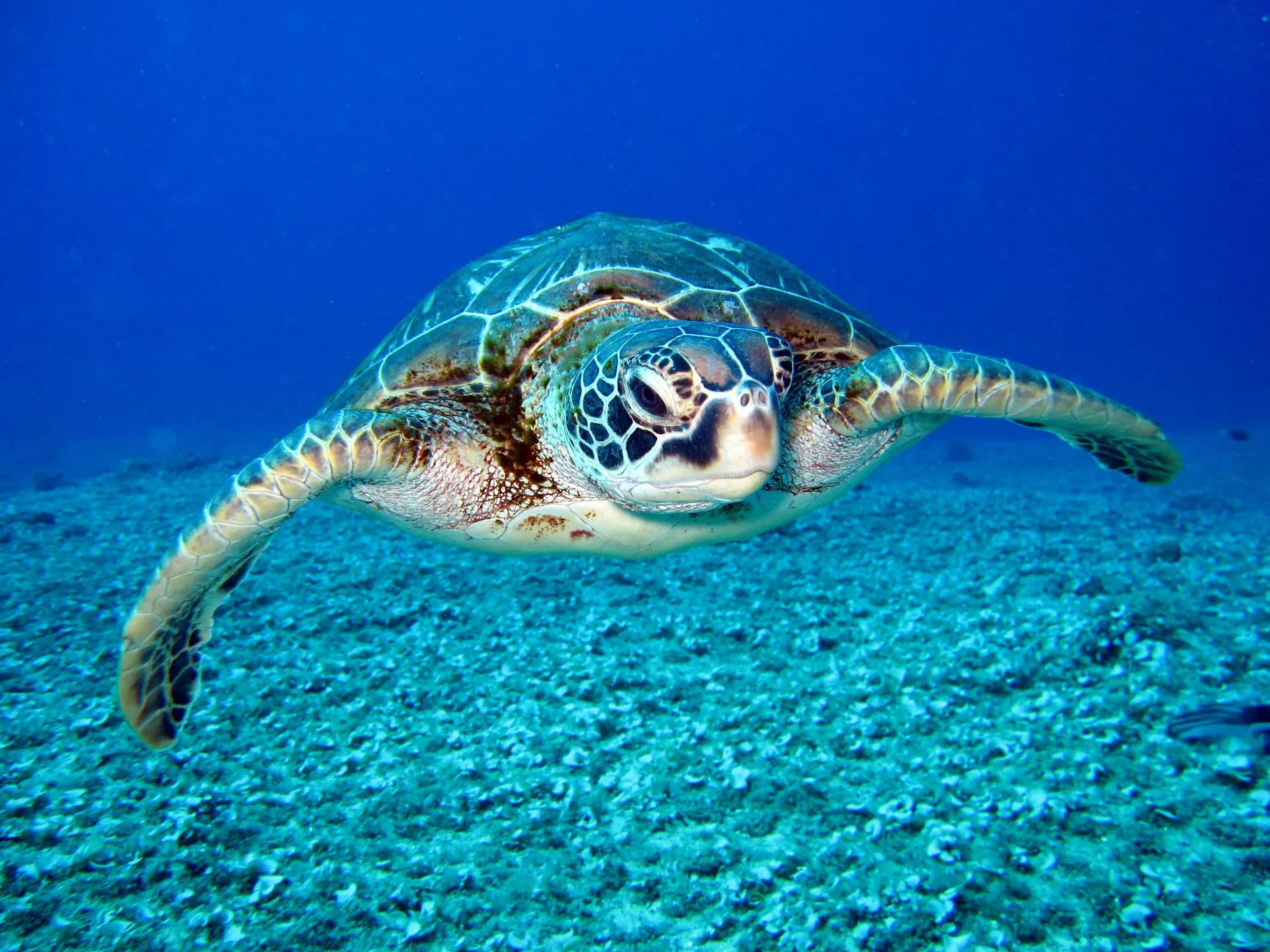 A majestic sea turtle glides through weightless blue water.