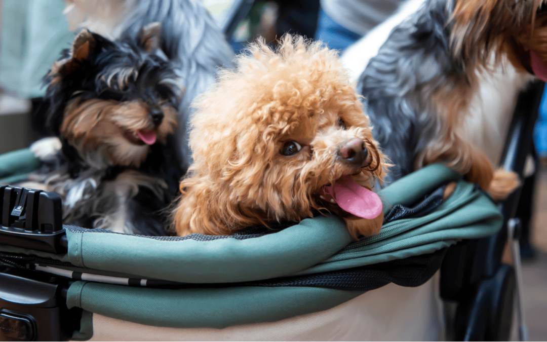 Ruh-roh: Bangkok postpones new pet rules