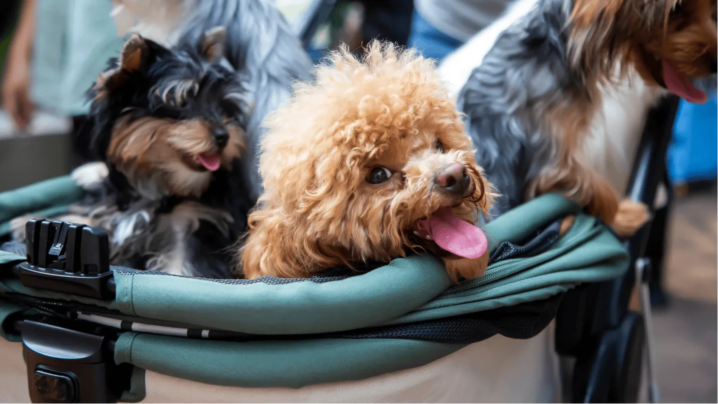 A letter of small dogs sitting on a trolley.