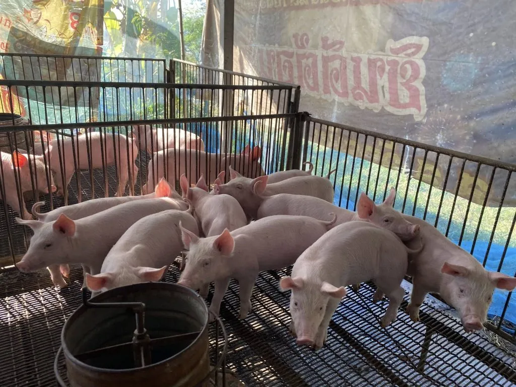 Numerous pink piglets fill metal pens with gridded floors inside a sunny, covered farm structure. Natural light streams down, highlighting a faded, large banner with Thai script in the background.