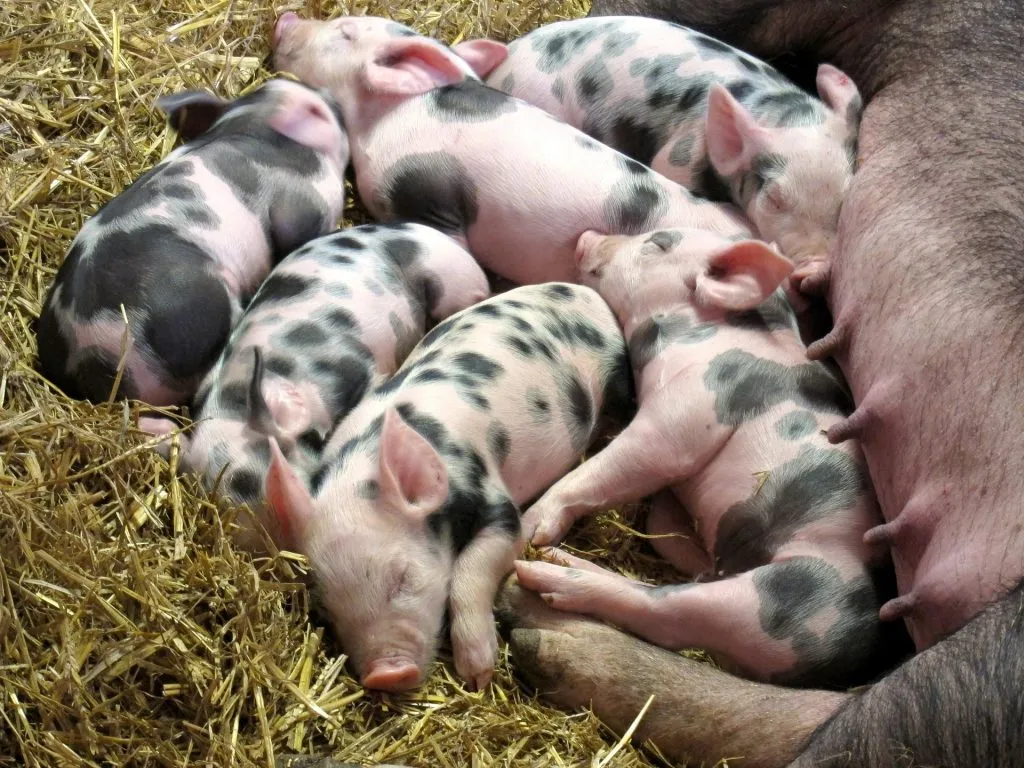 Six small, pink and black spotted piglets sleep soundly, nestled closely in a bed of golden, dry hay beside a large pig.