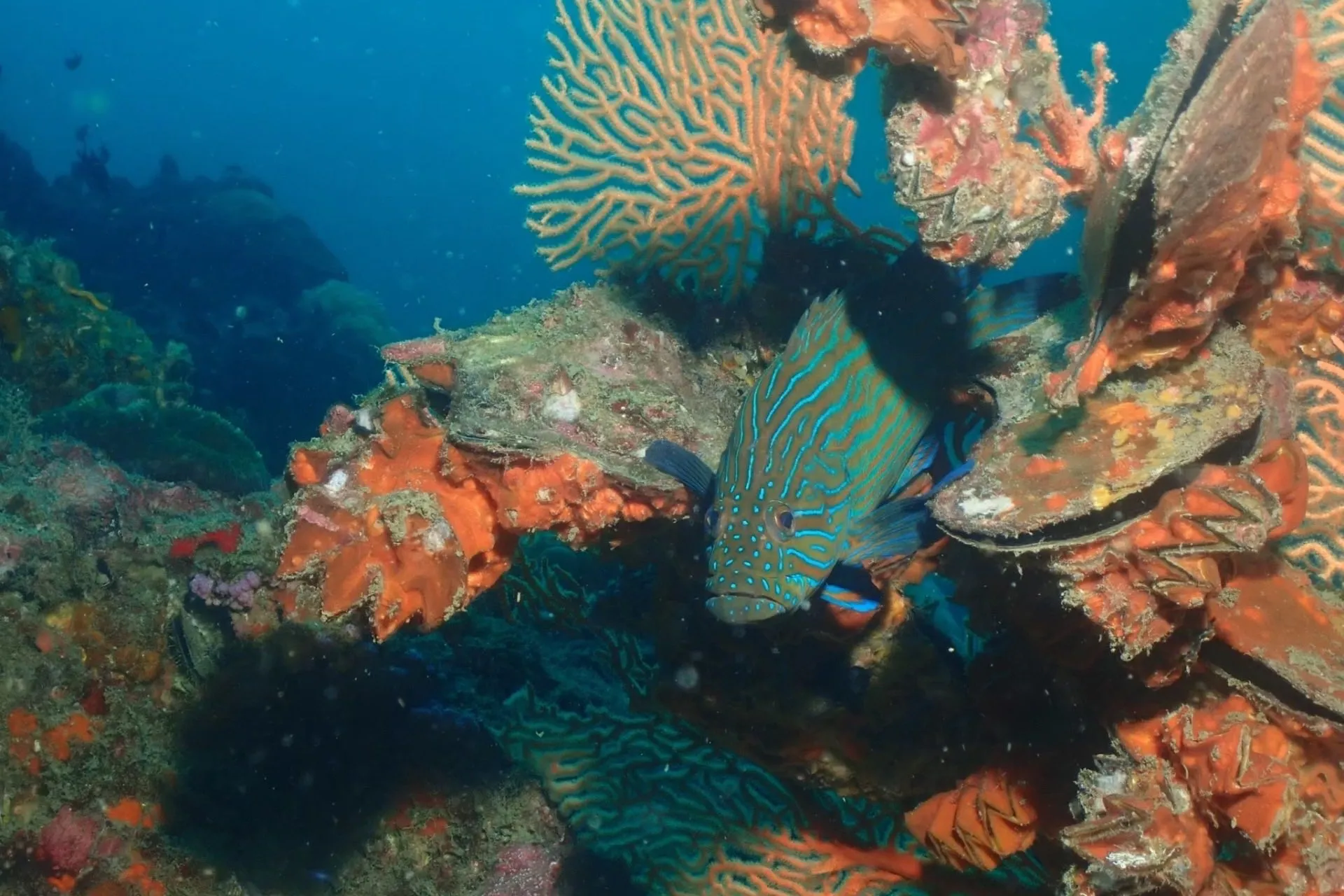 A dark blue fish with electric blue stripes peeks from behind vibrant orange coral and delicate sea fans in a deep blue underwater scene.
