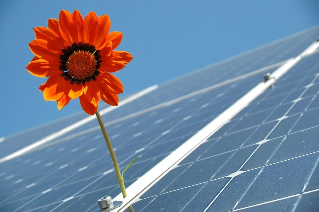 A vibrant orange flower defiantly peeks through a gap in sleek blue solar panels, reaching for a cloudless sky. Nature meets human innovation.