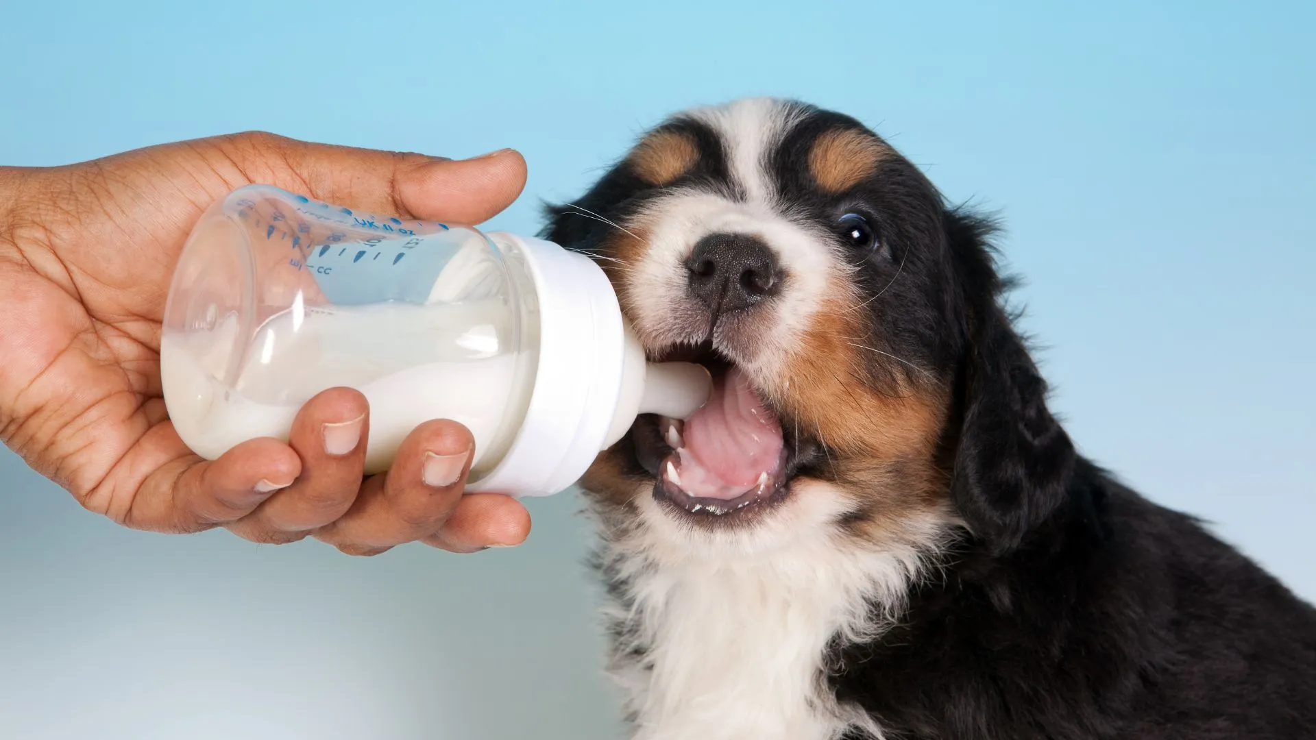 Dog drinking milk