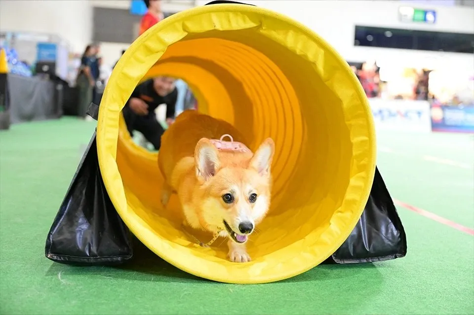 Thailand International Dog Show