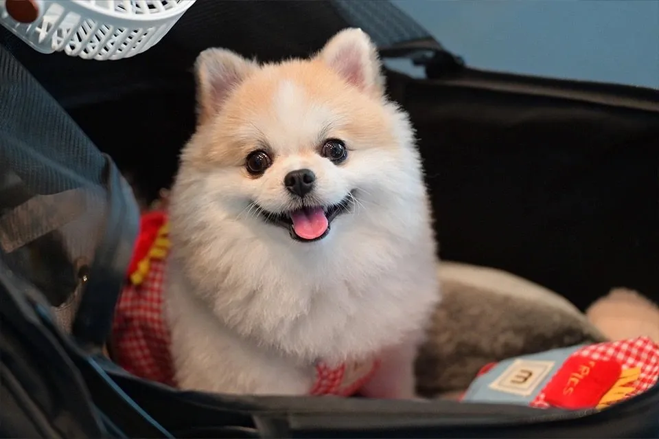 Thailand International Dog Show