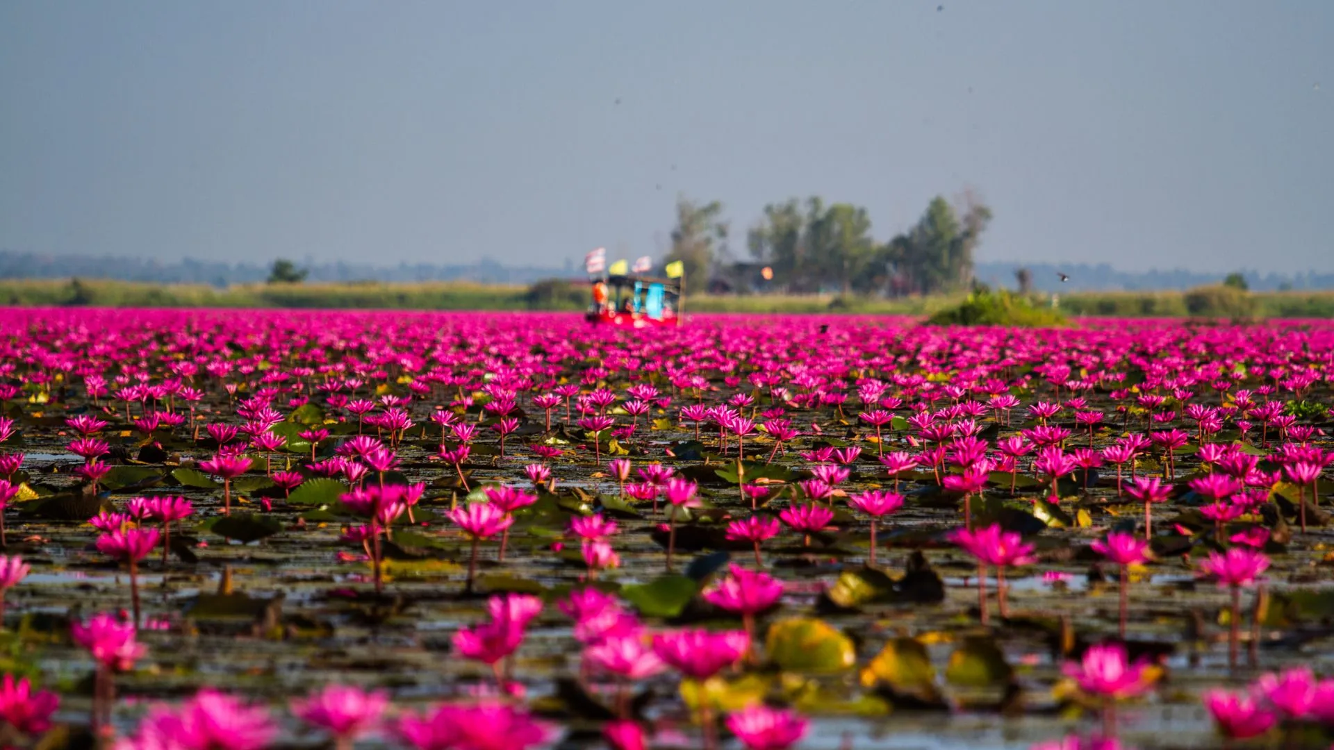 Red Lotus Lake in the Northeastern Thailand