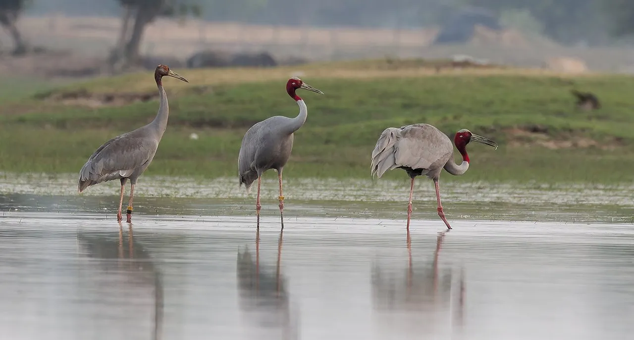Sarus cranes