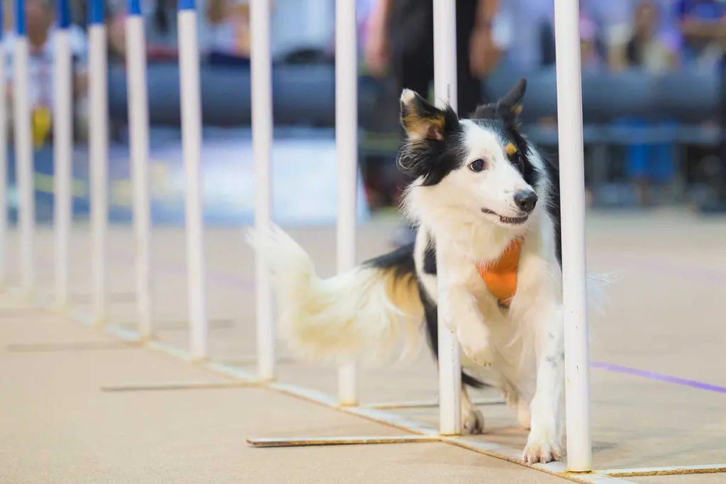 A cat at the Pet Expo Championship