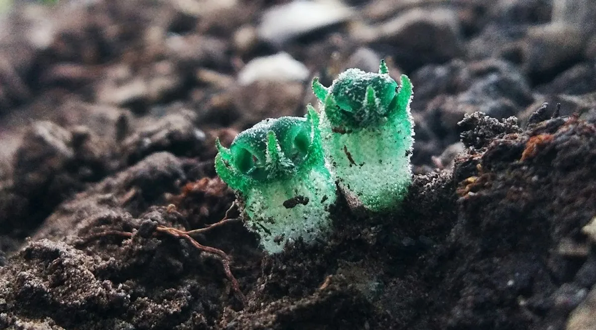 Phitsawong Ta Nok Hook plant found in Tak province Thailand