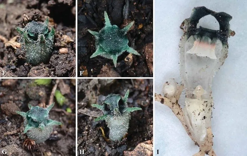 Phitsawong Ta Nok Hook plant found in Tak province Thailand
