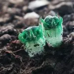 Phitsawong Ta Nok Hook plant found in Tak province Thailand