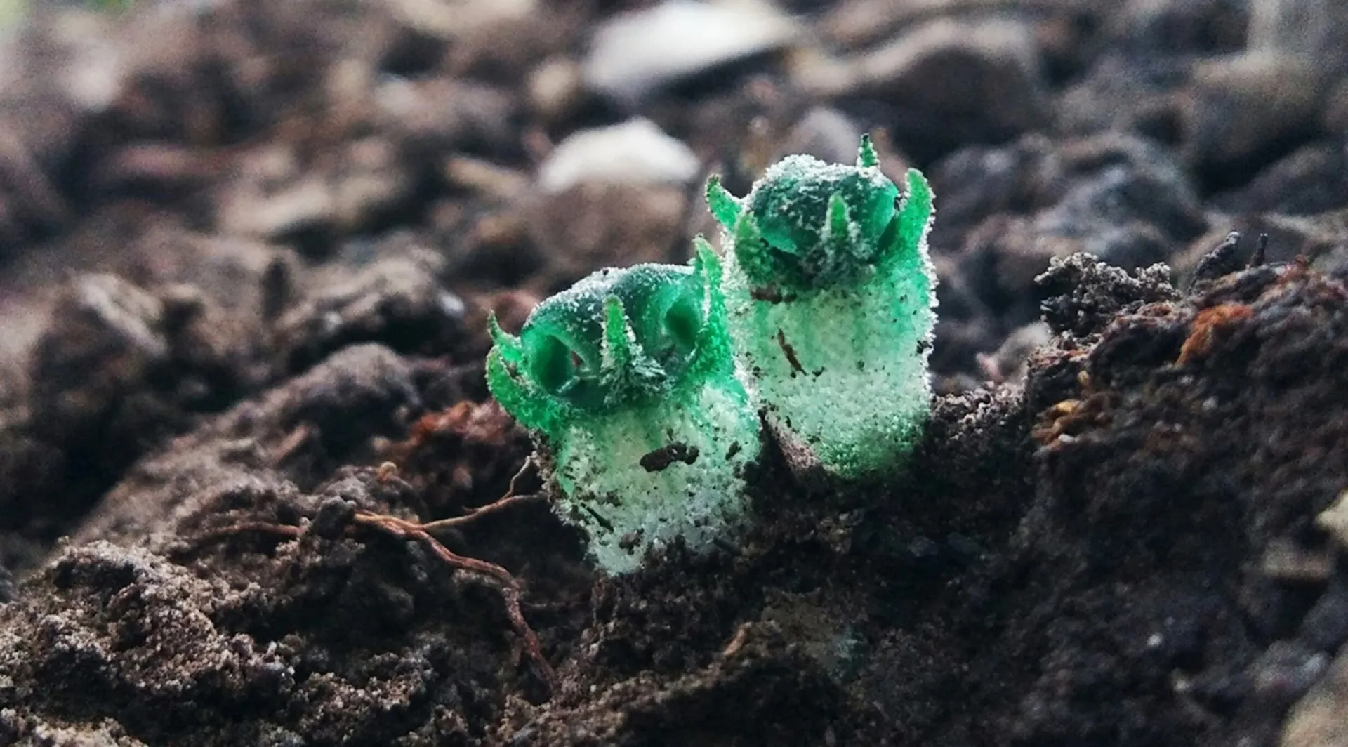 Phitsawong Ta Nok Hook plant found in Tak province Thailand