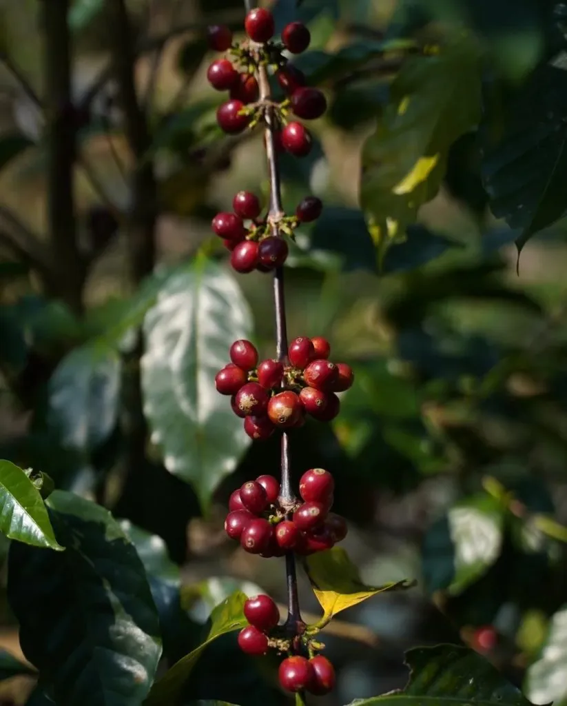 Akha Ama Coffee coffee beans