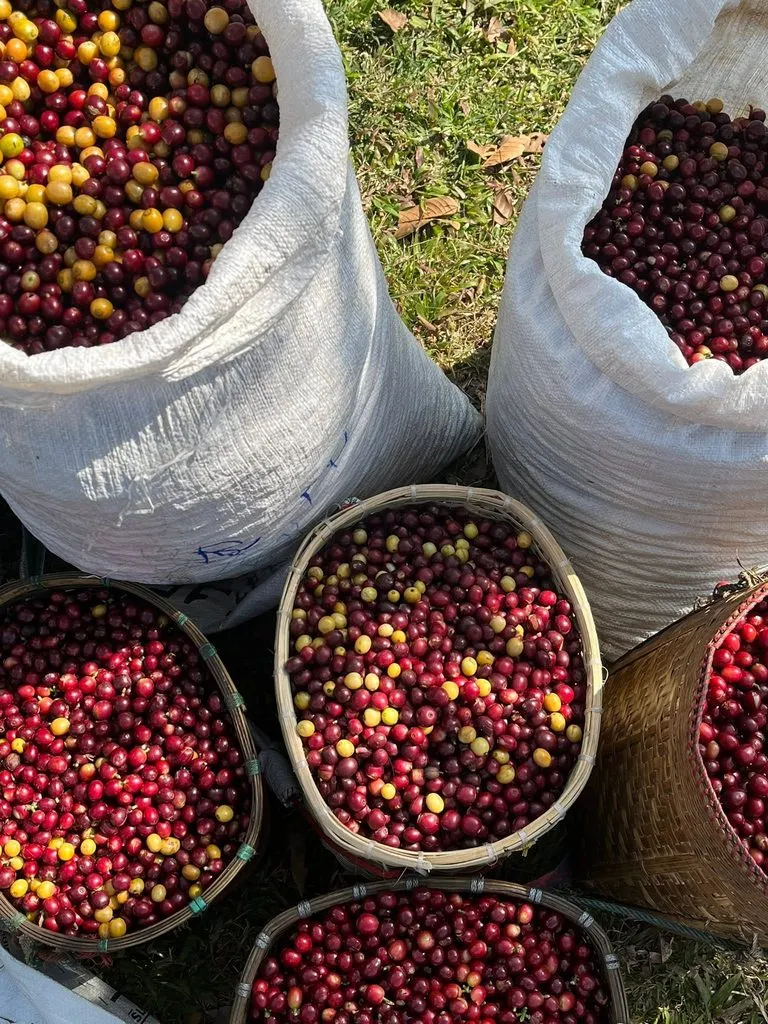 Akha Ama Coffee coffee beans