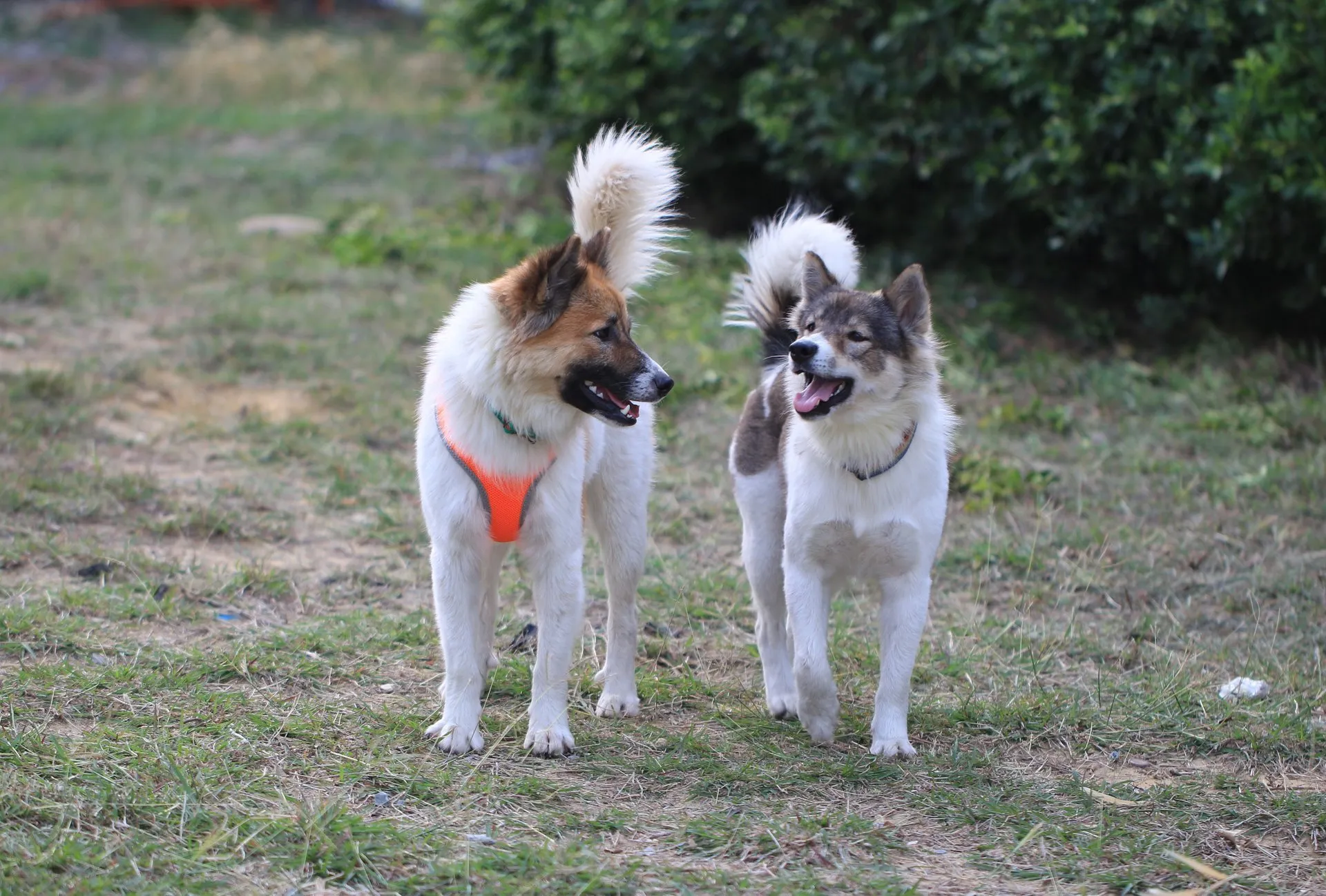 Thai Bangkaew Dogs